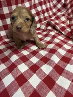 Comet , a male Miniature Dachshund for sale in Telephone, TX – Photo 3 of 4