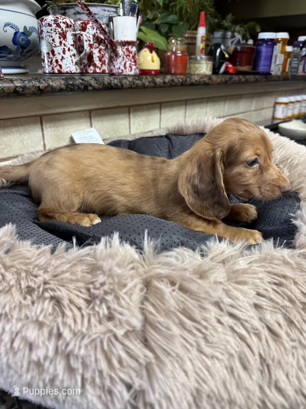 Comet  – Miniature Dachshund puppy for sale in Telephone, TX