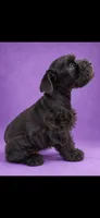 Blair, a female Miniature Schnauzer for sale in Telephone, TX – 2 of 2