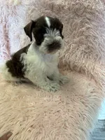 camellia , a female Miniature Schnauzer for sale in Telephone, TX – 3 of 3