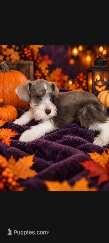 Perseus  – Miniature Schnauzer puppy for sale in Telephone, TX