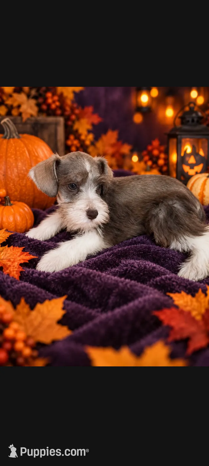 Perseus – Miniature Schnauzer Puppy for Sale in | Puppies.com
