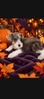 Perseus , a male Miniature Schnauzer for sale in Telephone, TX – 1 of 1