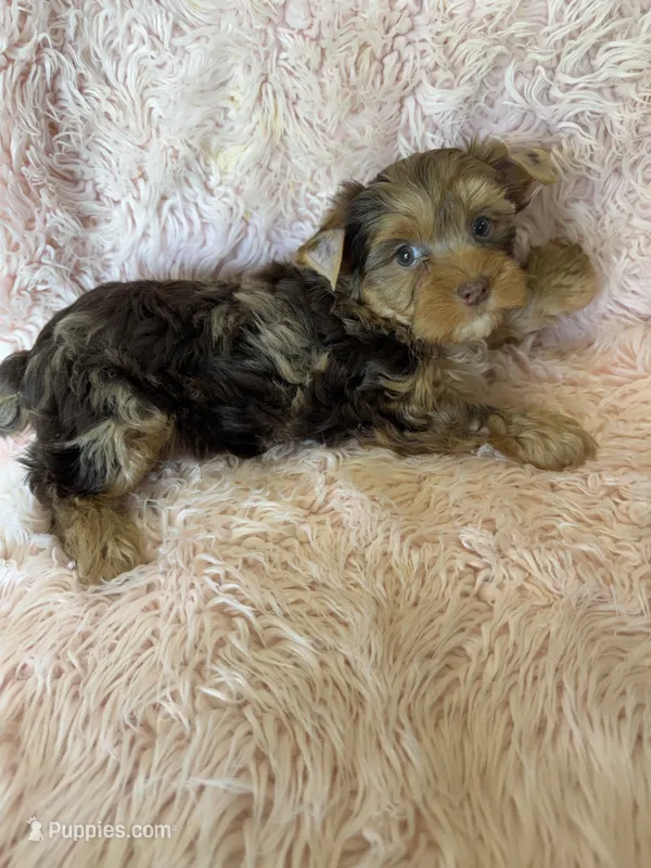 trish – Yorkshire Terrier puppy for sale in Telephone, TX