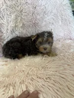 sophie, a female Yorkshire Terrier for sale in Telephone, TX – 2 of 2