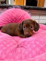 Mary, a female Miniature Dachshund for sale in Telephone, TX – 1 of 1