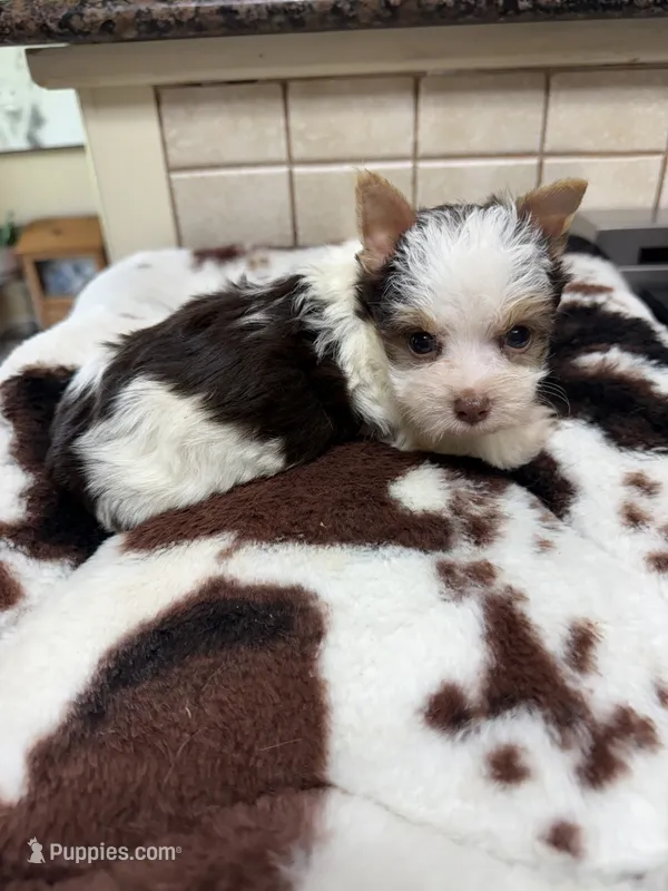 Conrad – Yorkshire Terrier puppy for sale in Telephone, TX