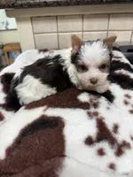 Conrad, a male Yorkshire Terrier for sale in Telephone, TX – 1 of 3