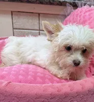 Quinn, a female Yorkshire Terrier for sale in Telephone, TX – 2 of 8