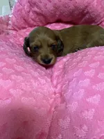 Bonnie AKC, a female Miniature Dachshund for sale in Telephone, TX – 2 of 3