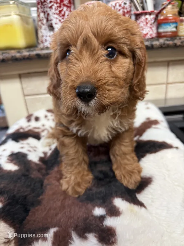 Kingston – Cavapoo puppy for sale in Telephone, TX