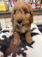 Kingston, a male Cavapoo for sale in Telephone, TX – 1 of 4