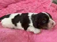 Marris chocolate Tri , a female Cavalier King Charles Spaniel for sale in Telephone, TX – 2 of 4
