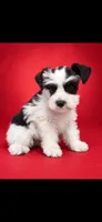Bianca, a female Miniature Schnauzer for sale in Telephone, TX – 2 of 2