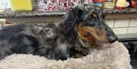 Lincoln, a male Miniature Dachshund for sale in Telephone, TX – 2 of 3