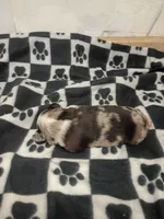 Alvin, a male Toy Australian Shepherd for sale in Telephone, TX – 2 of 3
