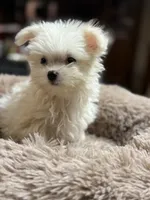 processed/02403a7b-203c-48ff-9bf8-dc861ed07dc2/listing/5419db91-8a53-4b44-8a04-8fcc70879a54/a7b56cb4-30db-48bb-90e7-3f1cfc2eb98f