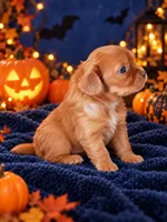 hector, a male Cavalier King Charles Spaniel for sale in Telephone, TX – 3 of 3