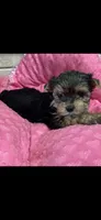 Janie, a female Yorkshire Terrier for sale in Telephone, TX – 2 of 2