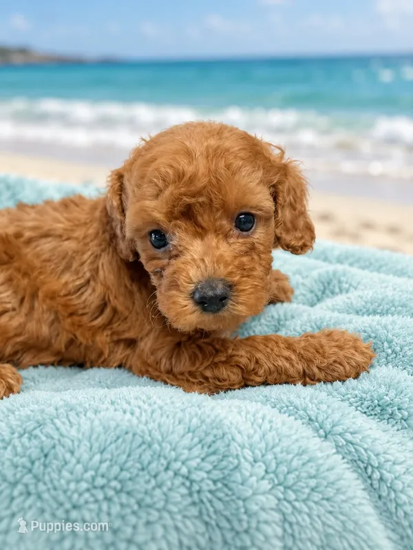 Rambo – Poodle - Toy  puppy for sale in Telephone, TX