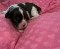 Marris chocolate Tri , a female Cavalier King Charles Spaniel for sale in Telephone, TX – 4 of 4