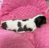 Carrie, a female Cavalier King Charles Spaniel for sale in Telephone, TX – 4 of 4