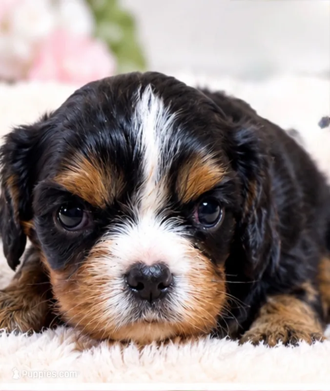 jesse – Cavalier King Charles Spaniel puppy for sale in Telephone, TX