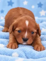 hector, a male Cavalier King Charles Spaniel for sale in Telephone, TX – 2 of 3