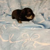 henry, a male Miniature Schnauzer for sale in Telephone, TX – Photo 1 of 2