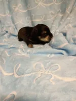 henry, a male Miniature Schnauzer for sale in Telephone, TX – Photo 1 of 2