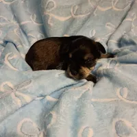 henry, a male Miniature Schnauzer for sale in Telephone, TX – Photo 2 of 2
