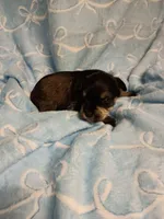 henry, a male Miniature Schnauzer for sale in Telephone, TX – Photo 2 of 2