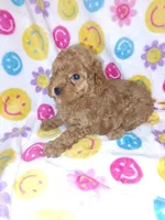 prada, a female Poodle - Toy  for sale in Telephone, TX – 2 of 2