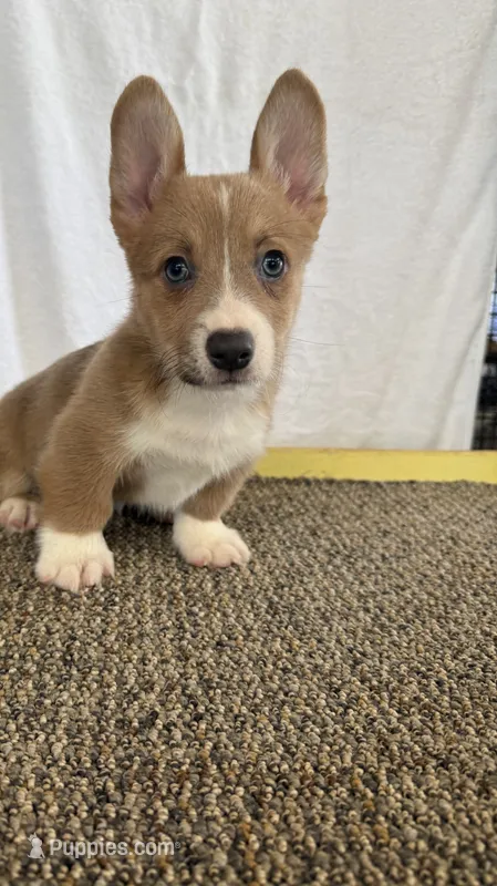 solo – Pembroke Welsh Corgi puppy for sale in Telephone, TX