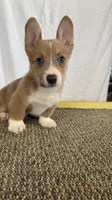 solo, a male Pembroke Welsh Corgi for sale in Telephone, TX – 1 of 6