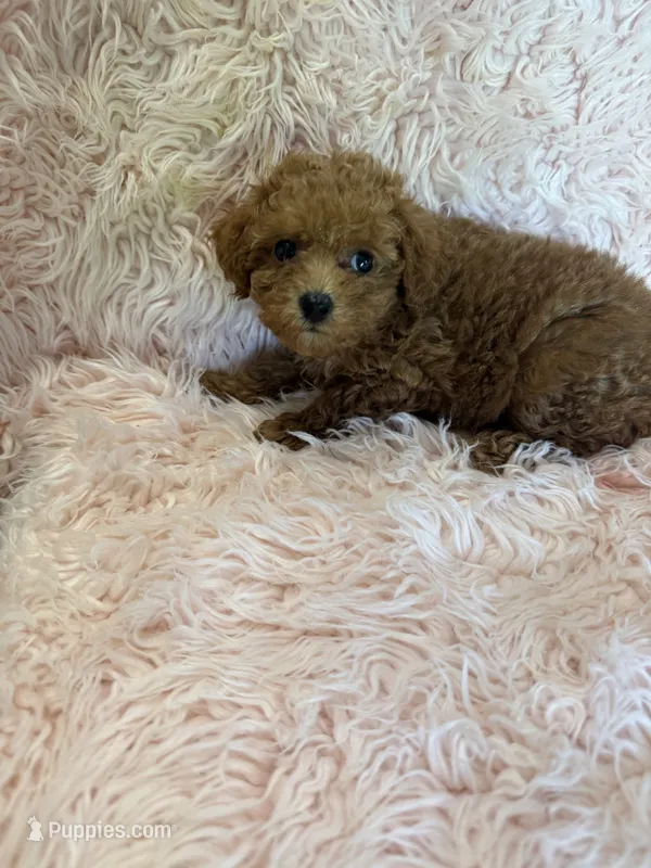 May – Poodle - Toy  puppy for sale in Telephone, TX