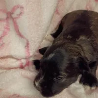 Hester, a female Miniature Schnauzer for sale in Telephone, TX – Photo 4 of 4