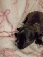 Hester, a female Miniature Schnauzer for sale in Telephone, TX – Photo 2 of 2