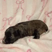 Hester, a female Miniature Schnauzer for sale in Telephone, TX – Photo 3 of 4