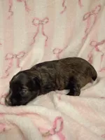 Hester, a female Miniature Schnauzer for sale in Telephone, TX – Photo 1 of 2