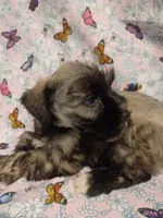 Hester, a female Miniature Schnauzer for sale in Telephone, TX – Photo 2 of 4