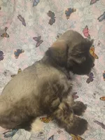 Hester, a female Miniature Schnauzer for sale in Telephone, TX – Photo 1 of 4