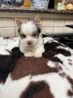 Conrad, a male Yorkshire Terrier for sale in Telephone, TX – 2 of 3