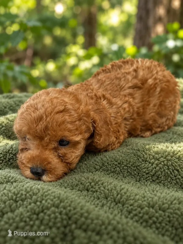 Thor  – Poodle - Toy  puppy for sale in Telephone, TX