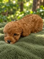 Thor , a male Poodle - Toy  for sale in Telephone, TX – 1 of 1
