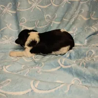 harvey, a male Miniature Schnauzer for sale in Telephone, TX – Photo 3 of 3