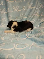 harvey, a male Miniature Schnauzer for sale in Telephone, TX – Photo 3 of 3