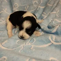 harvey, a male Miniature Schnauzer for sale in Telephone, TX – Photo 1 of 3