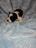 harvey, a male Miniature Schnauzer for sale in Telephone, TX – Photo 2 of 3