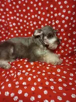 Persius, a male Miniature Schnauzer for sale in Telephone, TX – Photo 2 of 2